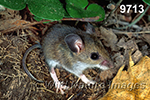 Peromyscus-leucopus